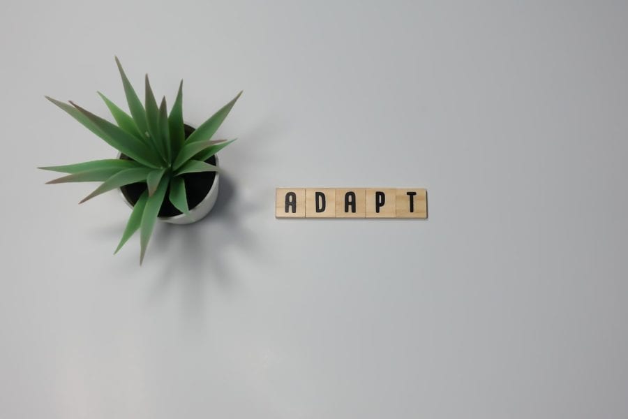 Adapt written on wooden blocks on white tabletop with green plant